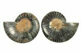 Cut & Polished Ammonite Fossil - Unusual Black Color #296284-1